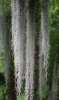 Louisianamoos