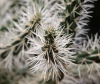 Mantel-Cholla Mantel-Cholla