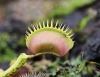 Venusfliegenfalle