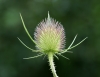 Wilde Karde