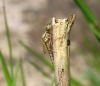 Frühe Adonislibelle