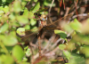 Braune Mosaikjungfer