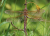 Braune Mosaikjungfer