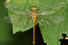 Blutrote Heidelibelle Blutrote Heidelibelle