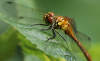 Blutrote Heidelibelle Blutrote Heidelibelle