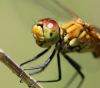 Blutrote Heidelibelle