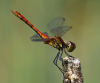 Blutrote Heidelibelle Blutrote Heidelibelle