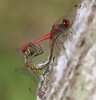 Blutrote Heidelibelle Blutrote Heidelibelle