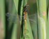 Blutrote Heidelibelle Blutrote Heidelibelle
