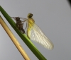 Blutrote Heidelibelle