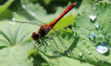 Blutrote Heidelibelle Blutrote Heidelibelle