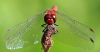 Blutrote Heidelibelle Blutrote Heidelibelle