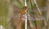 Blutrote Heidelibelle Blutrote Heidelibelle