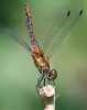 Blutrote Heidelibelle Blutrote Heidelibelle
