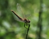 Frühe Heidelibelle