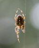 Gartenkreuzspinne Gartenkreuzspinne