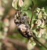 Gartenkreuzspinne Gartenkreuzspinne