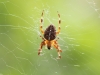 Gartenkreuzspinne Gartenkreuzspinne