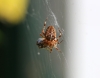 Gartenkreuzspinne Gartenkreuzspinne