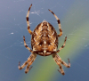 Gartenkreuzspinne Gartenkreuzspinne