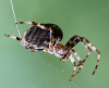 Gartenkreuzspinne Gartenkreuzspinne