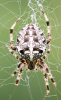 Gartenkreuzspinne Gartenkreuzspinne