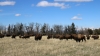 Buffalo