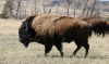 Buffalo Buffalo