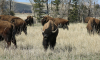 Buffalo Buffalo