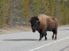 Buffalo Buffalo