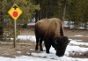Buffalo