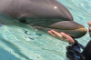 Delphin Delphin