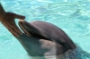 Delphin Delphin