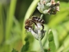 Westliche Honigbiene