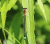 Große Pechlibelle