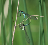 Große Pechlibelle Große Pechlibelle