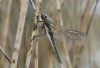 Falkenlibelle Falkenlibelle