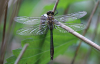 Falkenlibelle Falkenlibelle