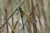 Falkenlibelle