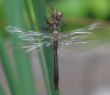 Falkenlibelle Falkenlibelle
