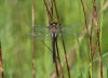 Falkenlibelle