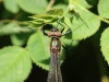 Falkenlibelle