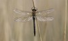 Falkenlibelle Falkenlibelle