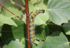 Mondvogel