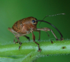 Gewöhnlicher Eichelbohrer Gewöhnlicher Eichelbohrer