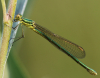 Kleine Binsenjungfer