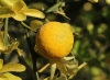 Dreiblättrige Bitterorange