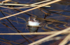 Moorfrosch Moorfrosch