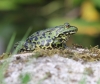 Teichfrosch Teichfrosch