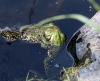 Teichfrosch Teichfrosch